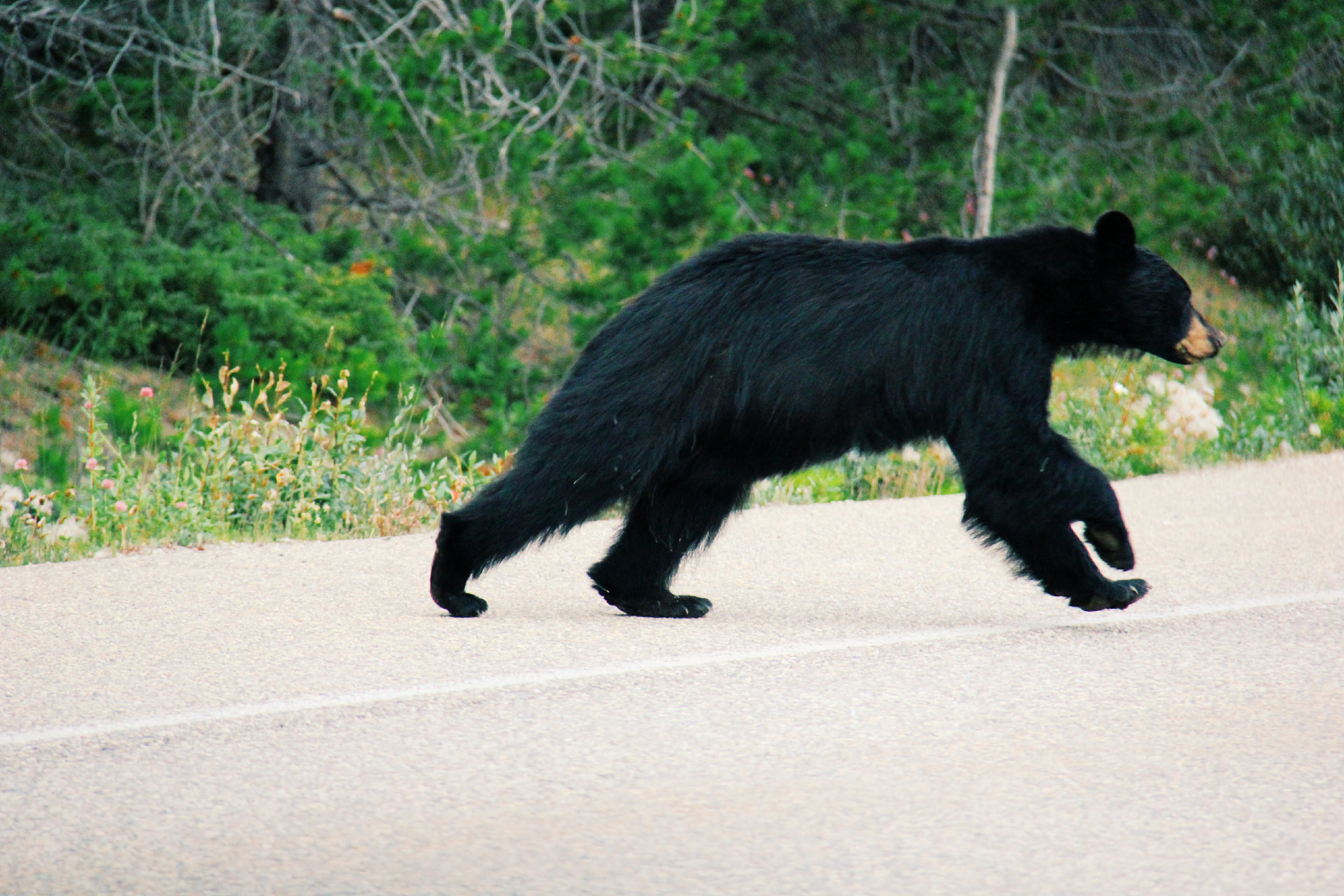 Canada and New York 2011 36